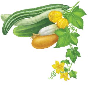 All About Growing Cucumbers Image